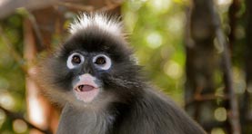 Spectacled Langur Monkey