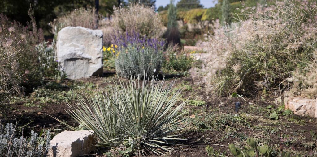 Water-conscious plants on campus