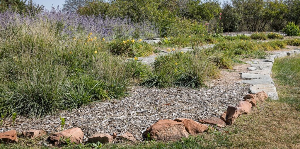 Water-conscious plants on campus