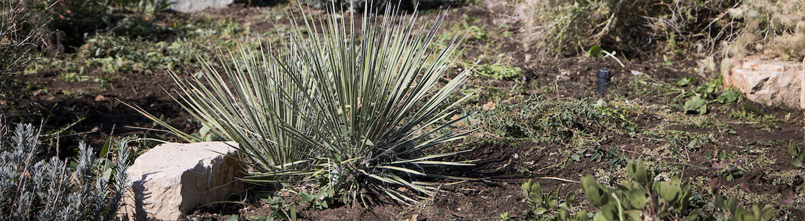 Photo of a Xeric Garden.