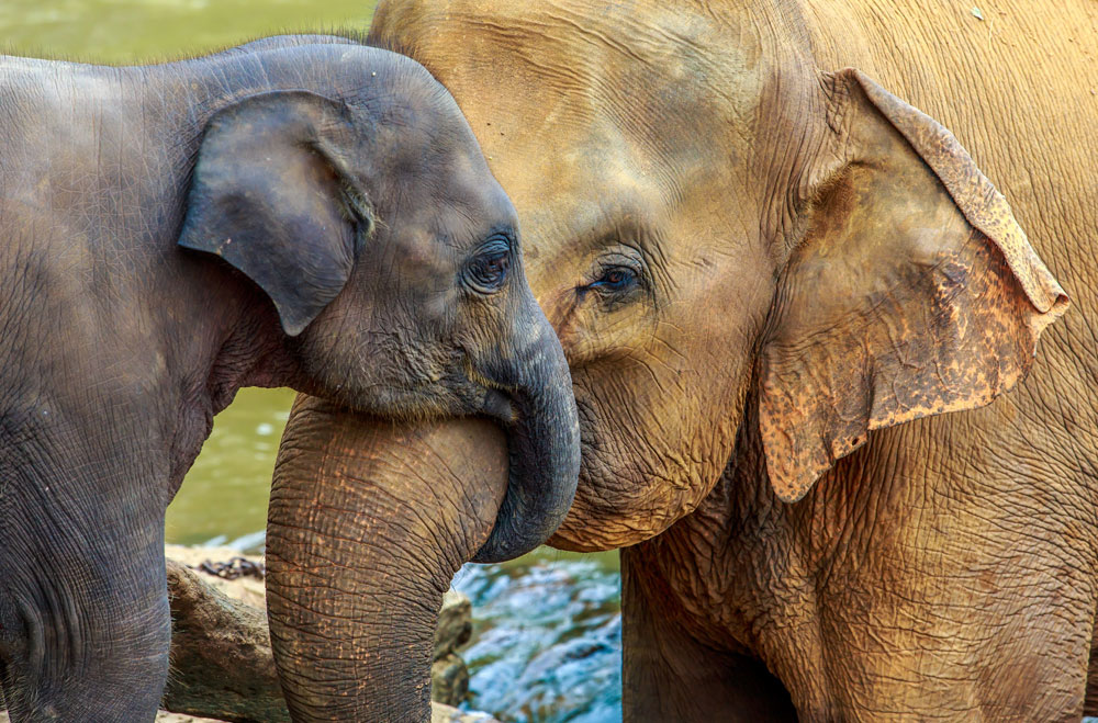 Baby and Mama Elephant