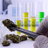 Cannabis in a lab