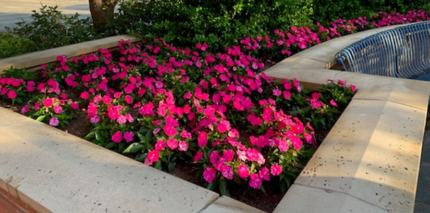 Adopt a Spot flower bed example