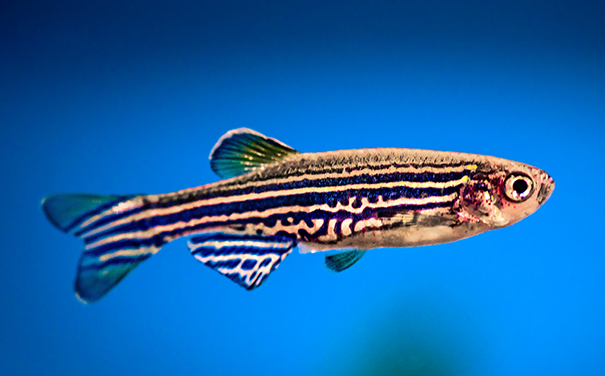 Andrea James's zebrafish eye development research