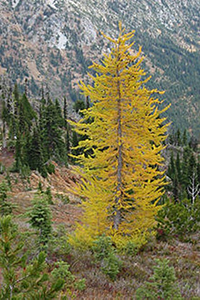 Example of a European Larch tree that's part of the Central Campus Tree Tour.