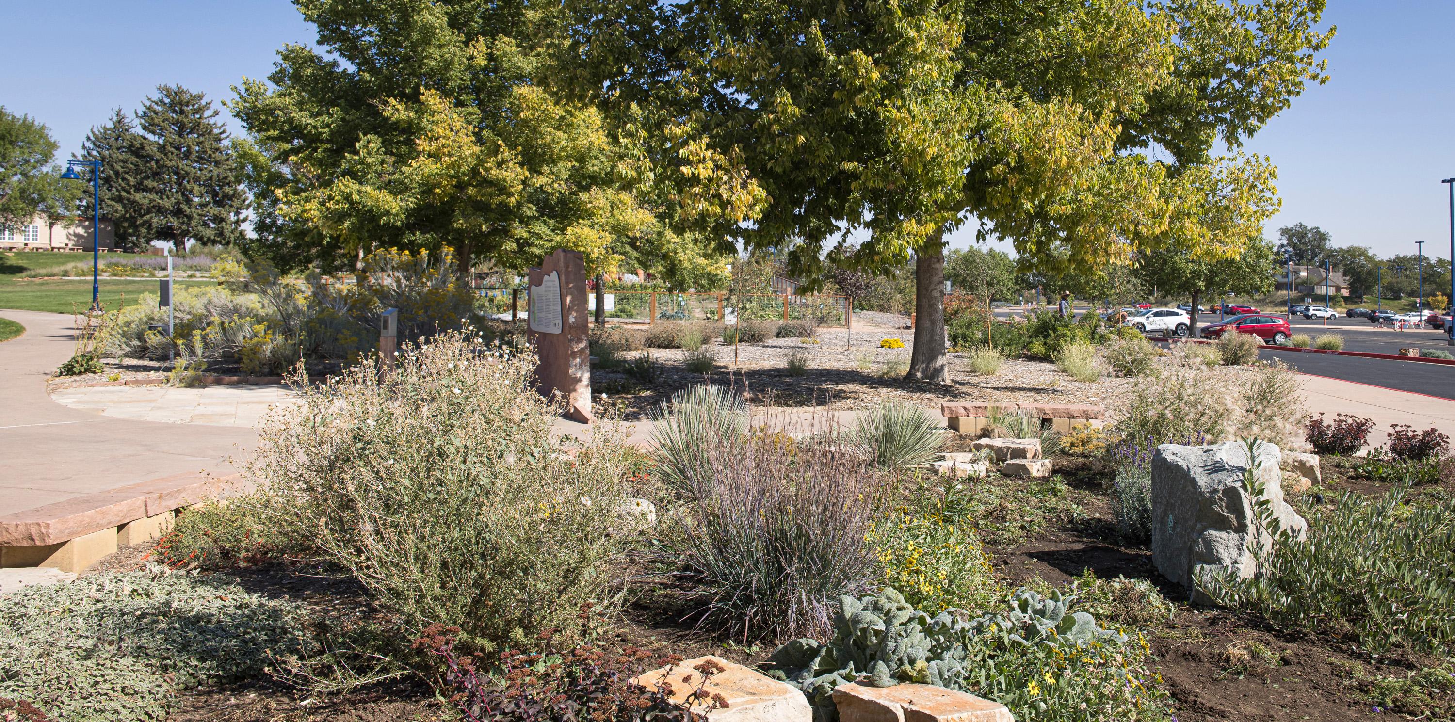 Water-conscious plants on campus