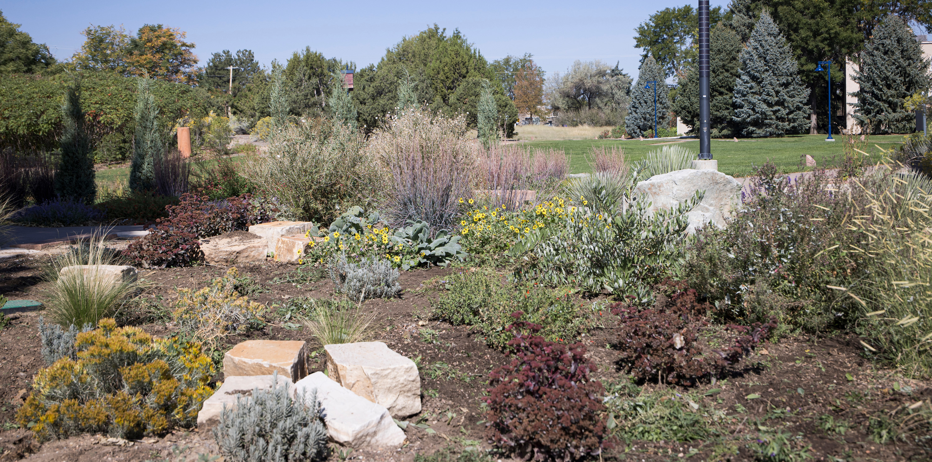 Water-conscious plants on campus