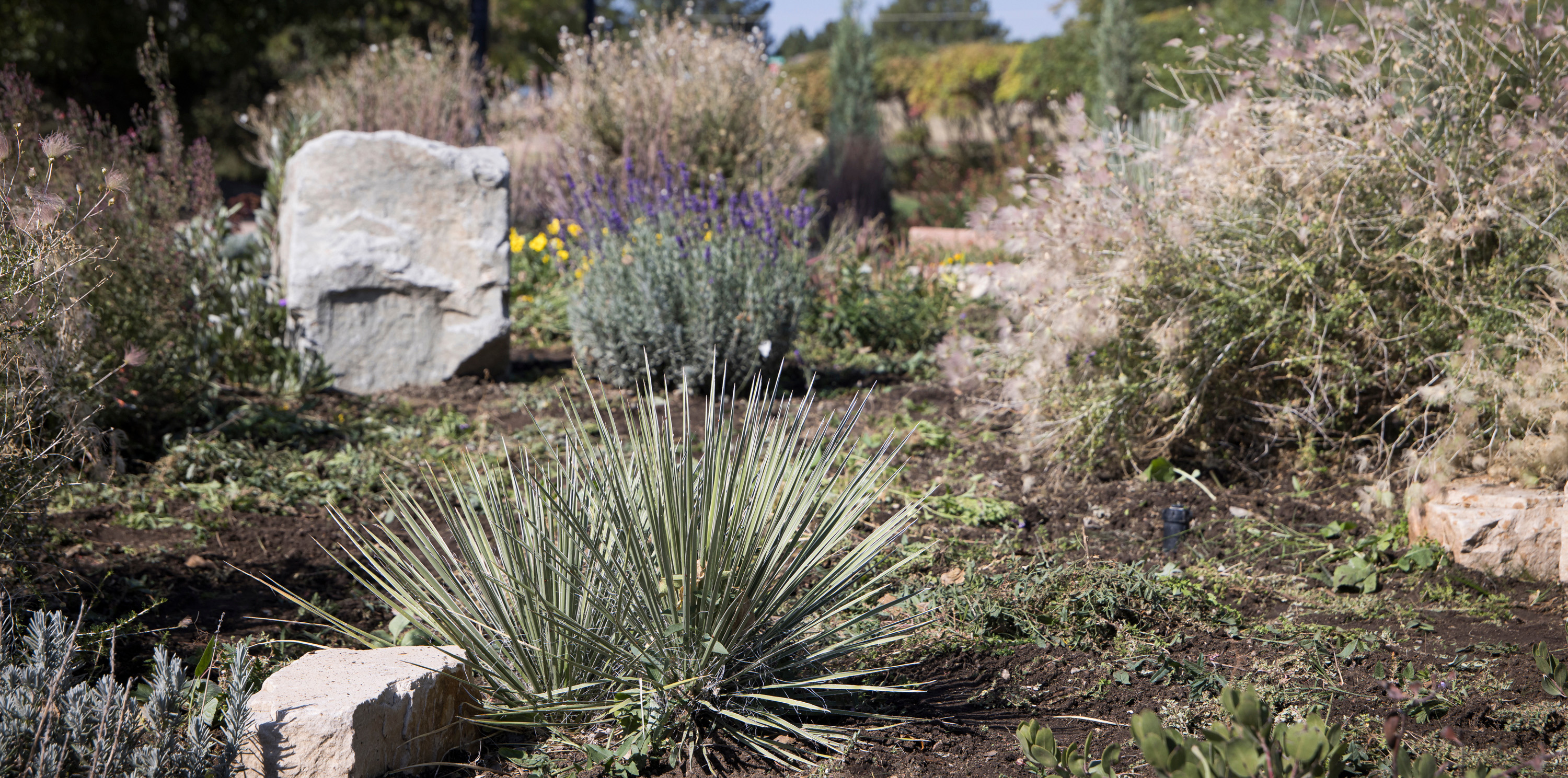 Water-conscious plants on campus