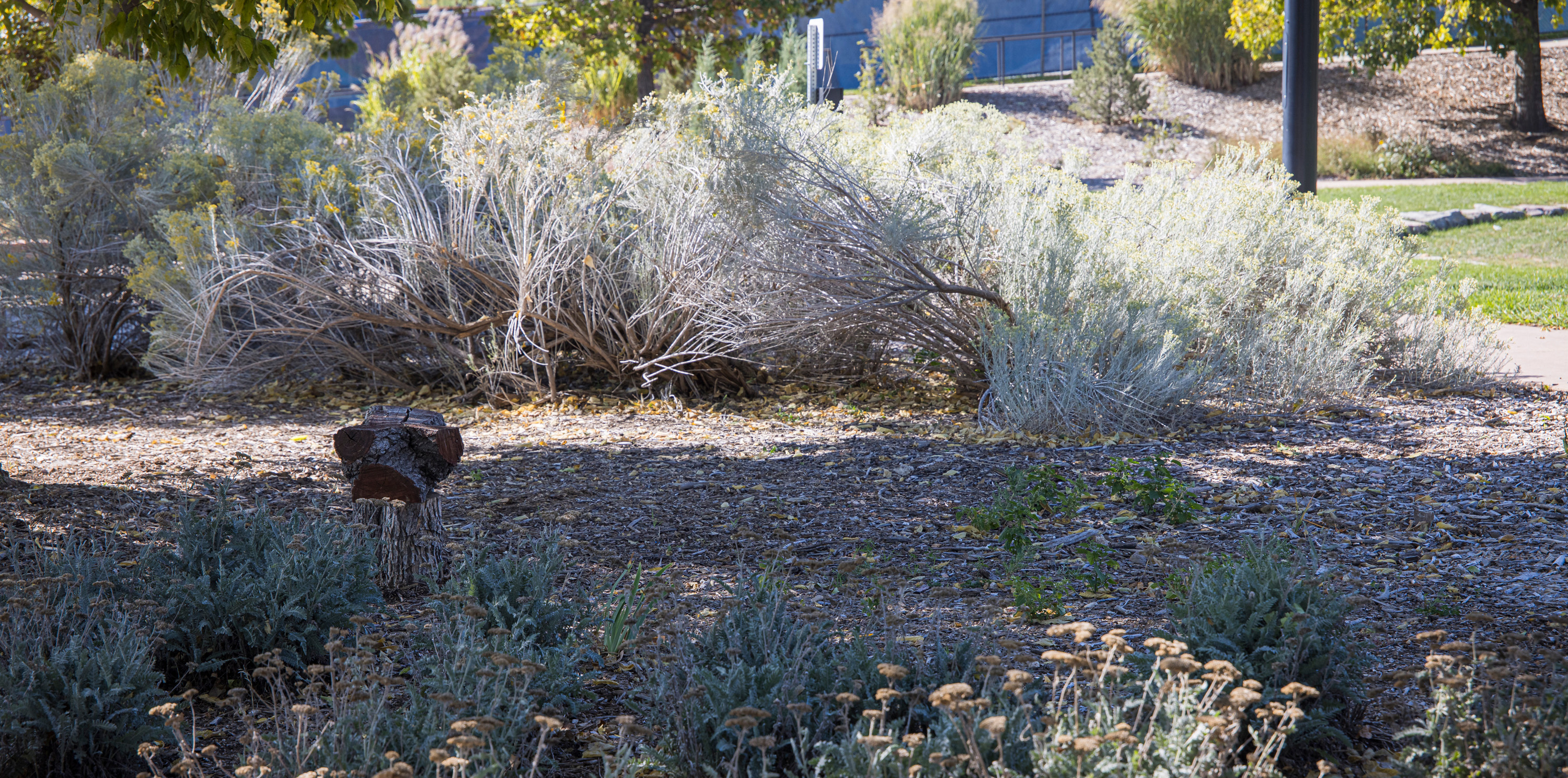 Water-conscious plants on campus