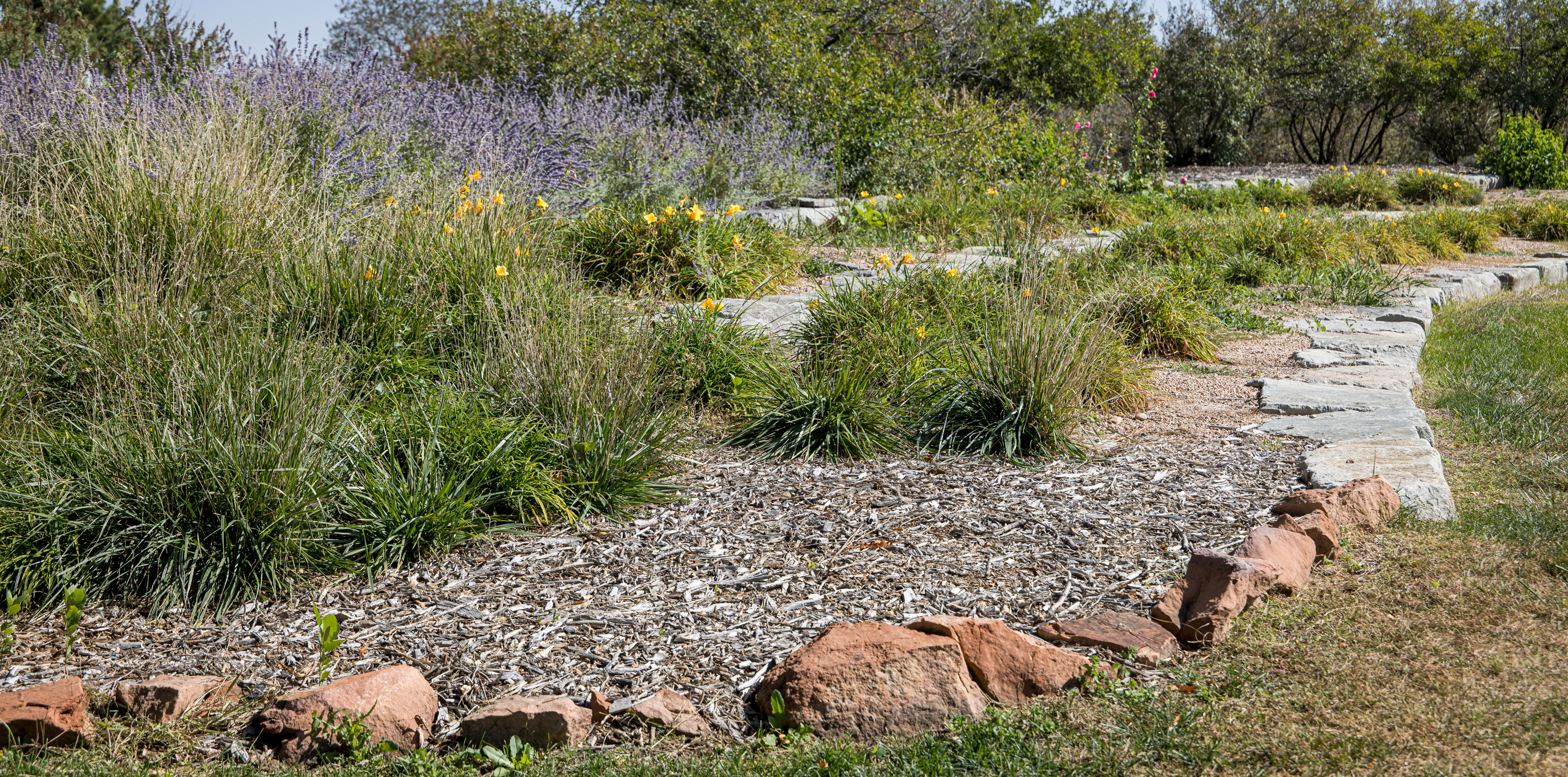 Water-conscious plants on campus