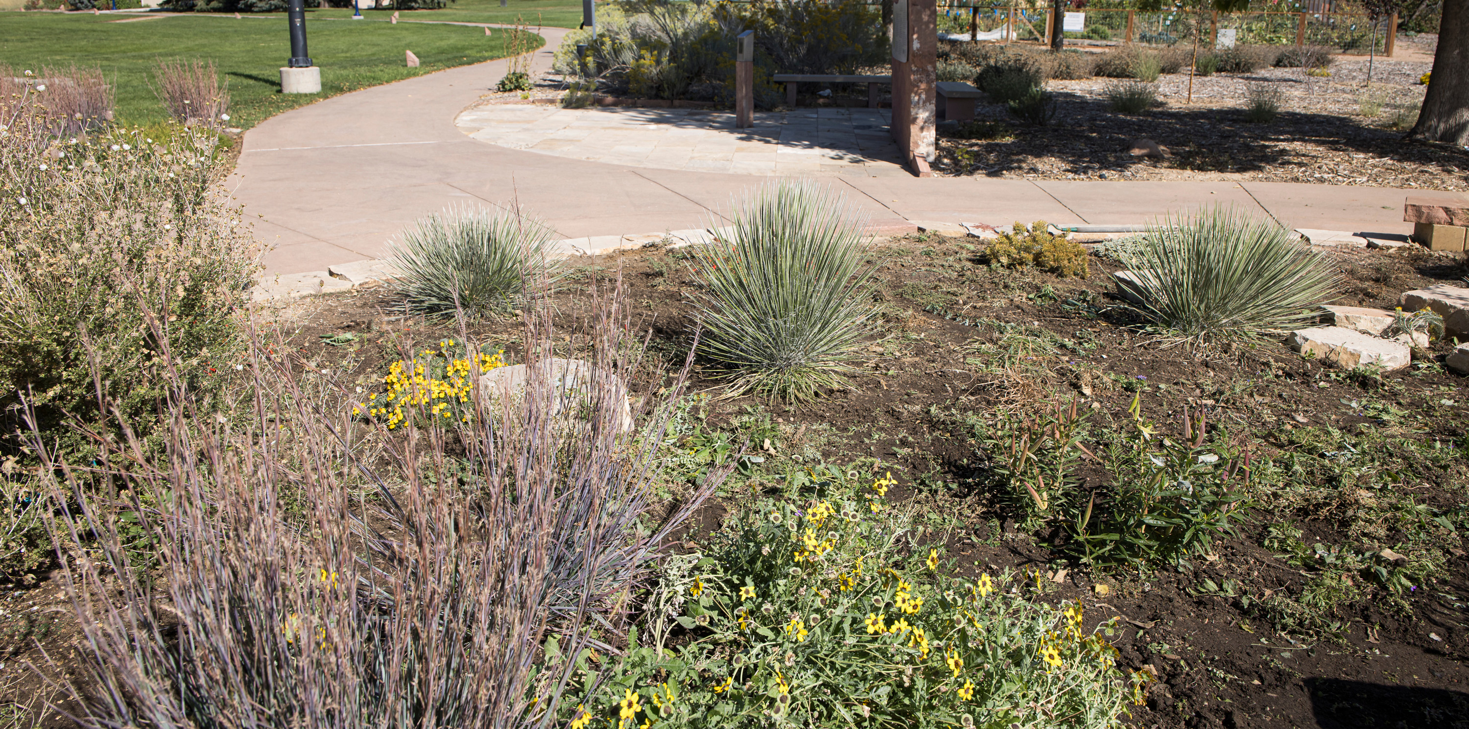 Water-conscious plants on campus