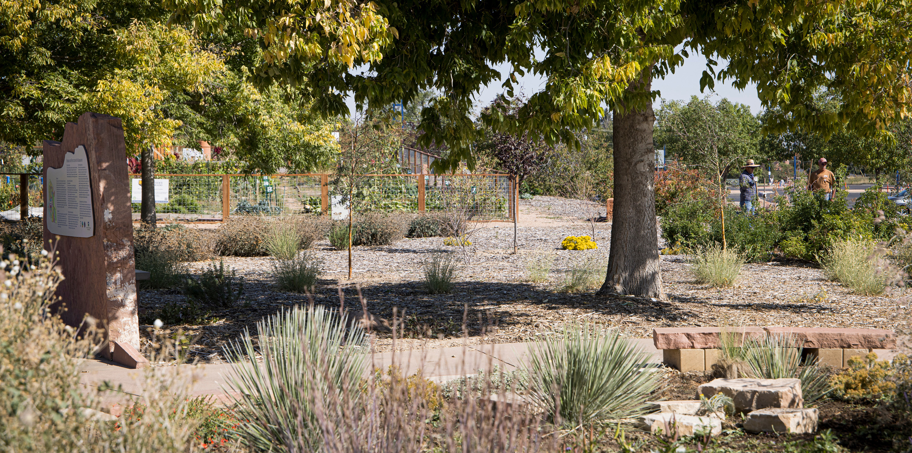 Water-conscious plants on campus