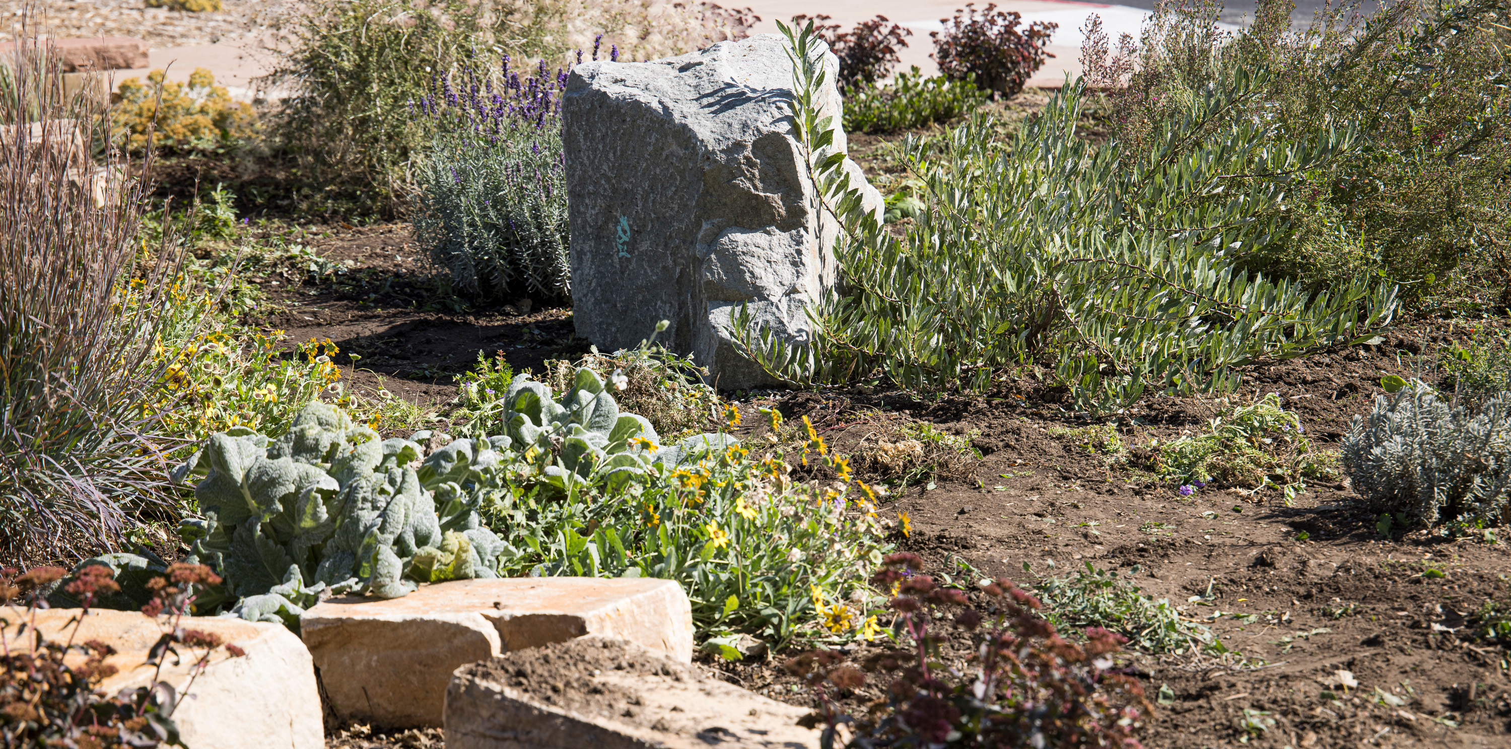 Water-conscious plants on campus