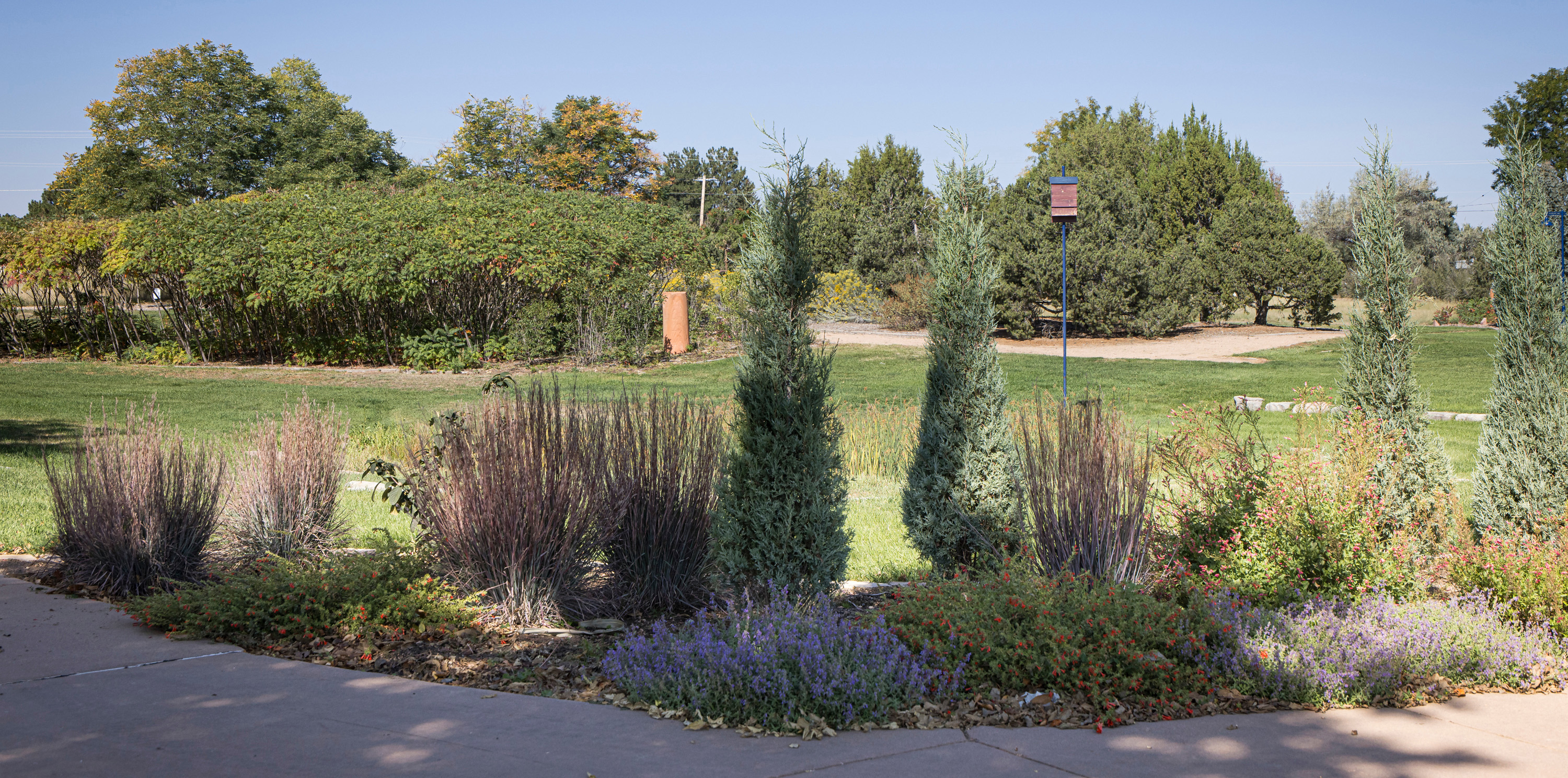 Water-conscious plants on campus