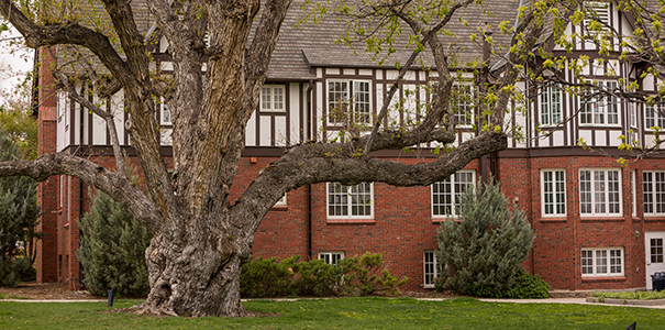 Silver Maple tree in front of Brown Hall