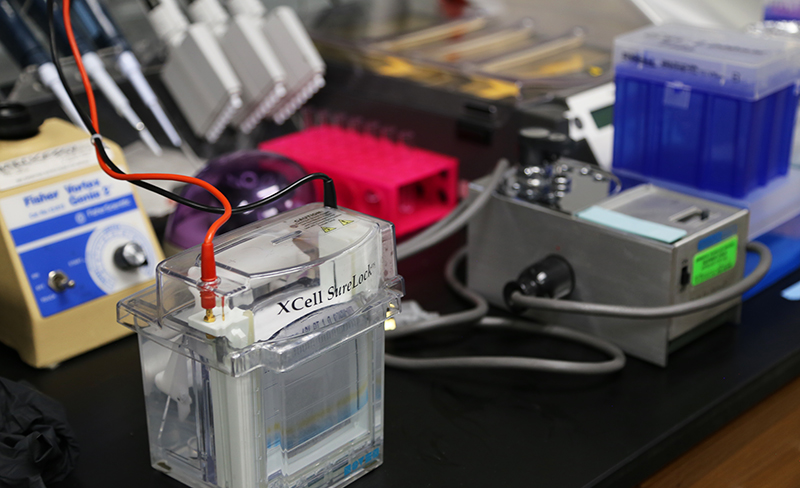 electrophoresis apparatus that will provide a “molecular fingerprint” of the venom.