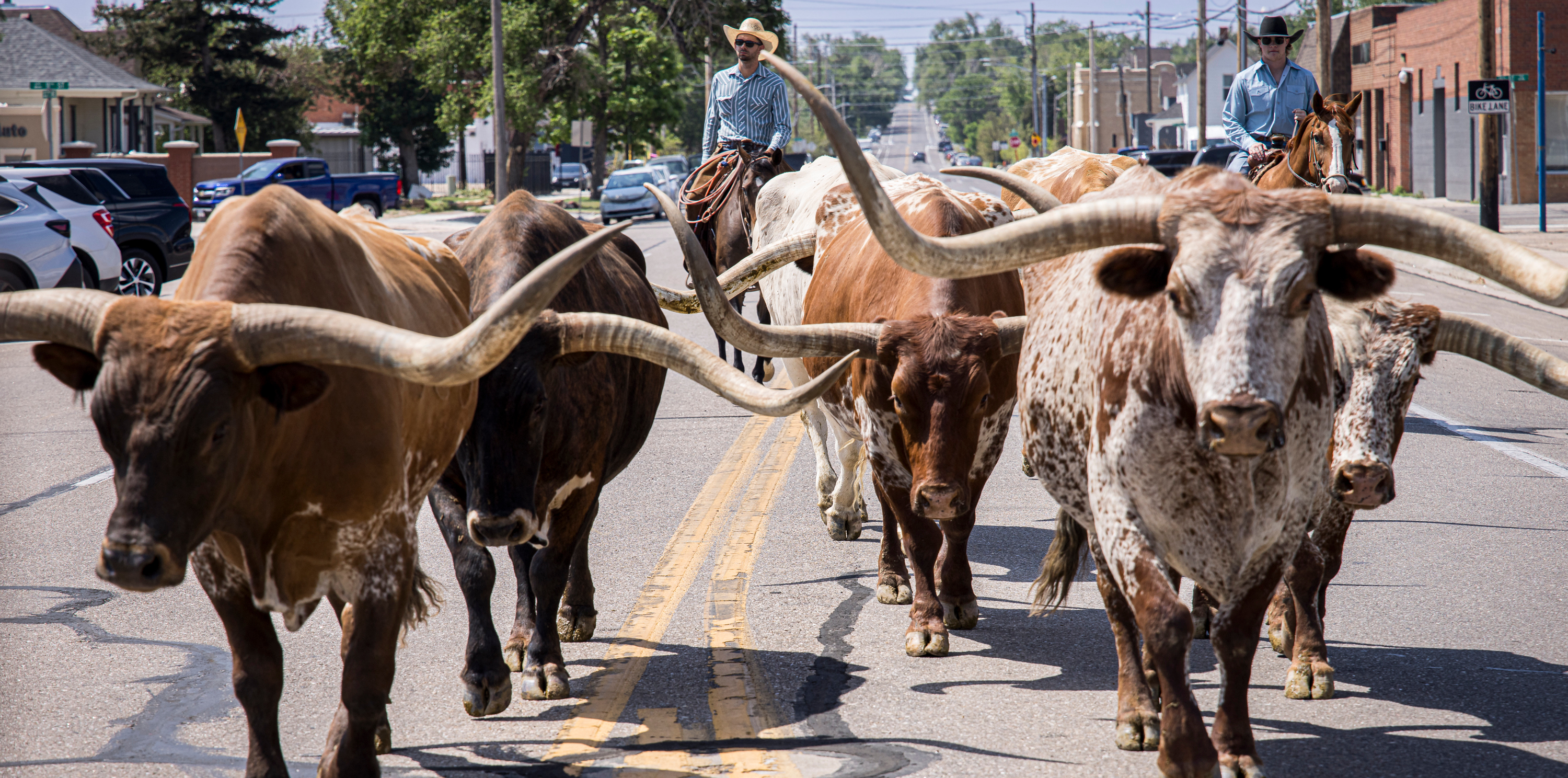 Longhorns walking down the street