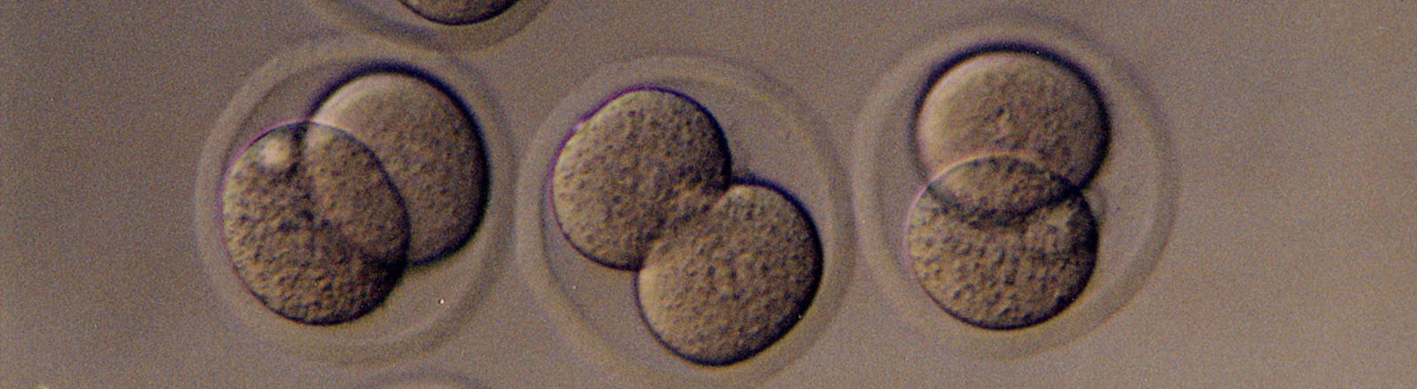 Biology embryo image