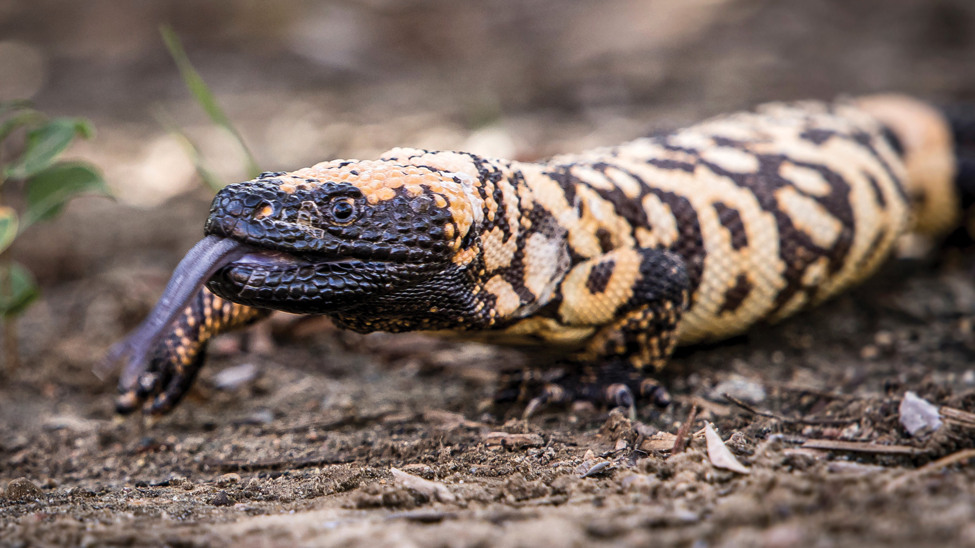 Gila monster.